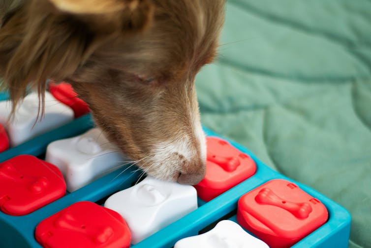 A brown dog eating out of a blue and red toy.