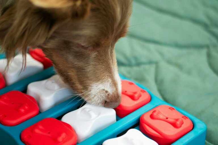Your dog is not a doomsday prepper. Here’s why they hide food and toys
