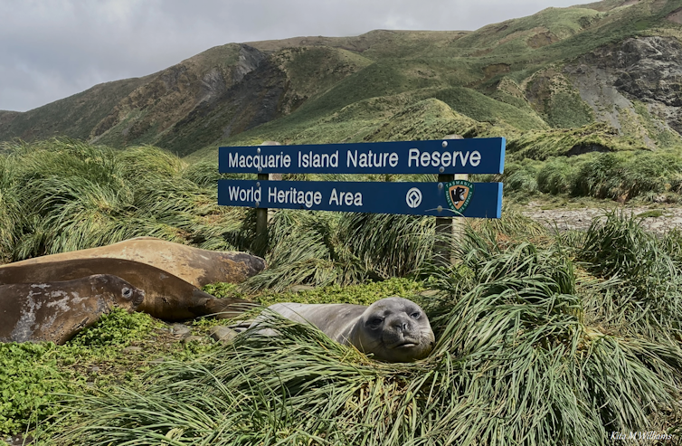 A bunch of seals lying in green grass.