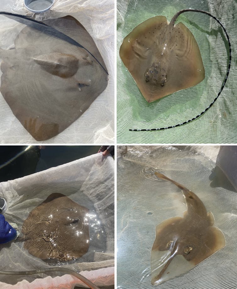 close-up images showing four ray species common to North Queensland intertidal flats.