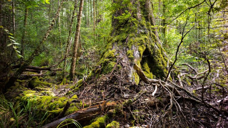 Meet the springtails: little-known fantastic beasts that live everywhere on Earth