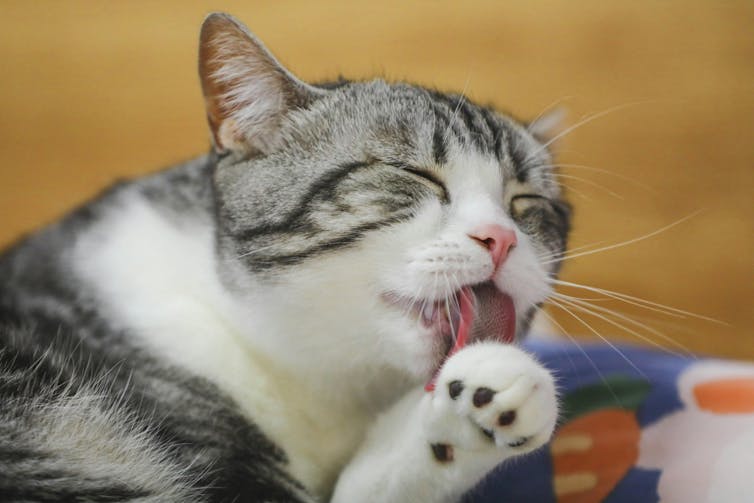 A grey and white cat licking itself.