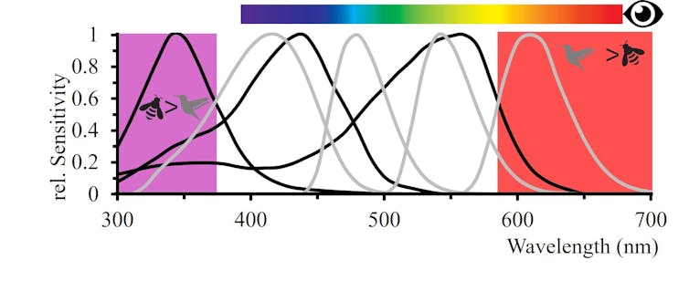 A diagram showing a different wavelengths of light along a spectrum.
