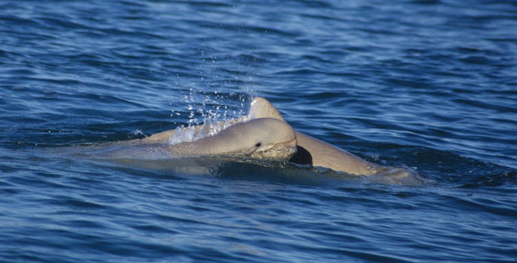 Two dolphins playing together in blue water.