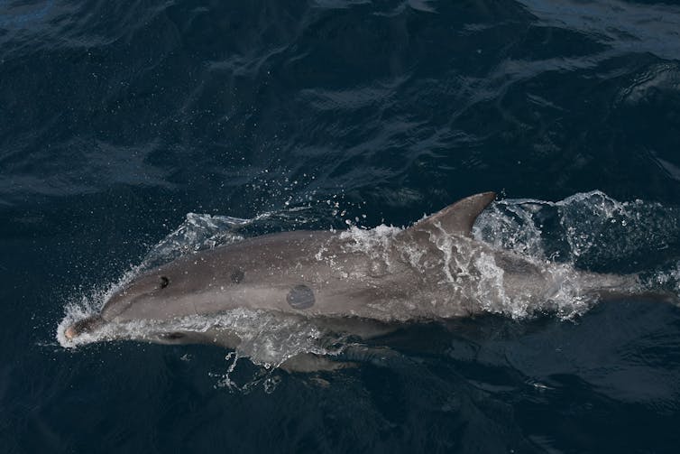 A grey dolphin swimming through clear water.